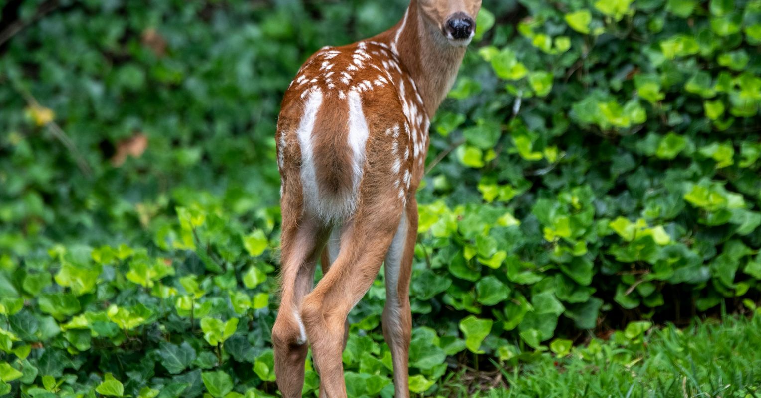 Do You Fawn?