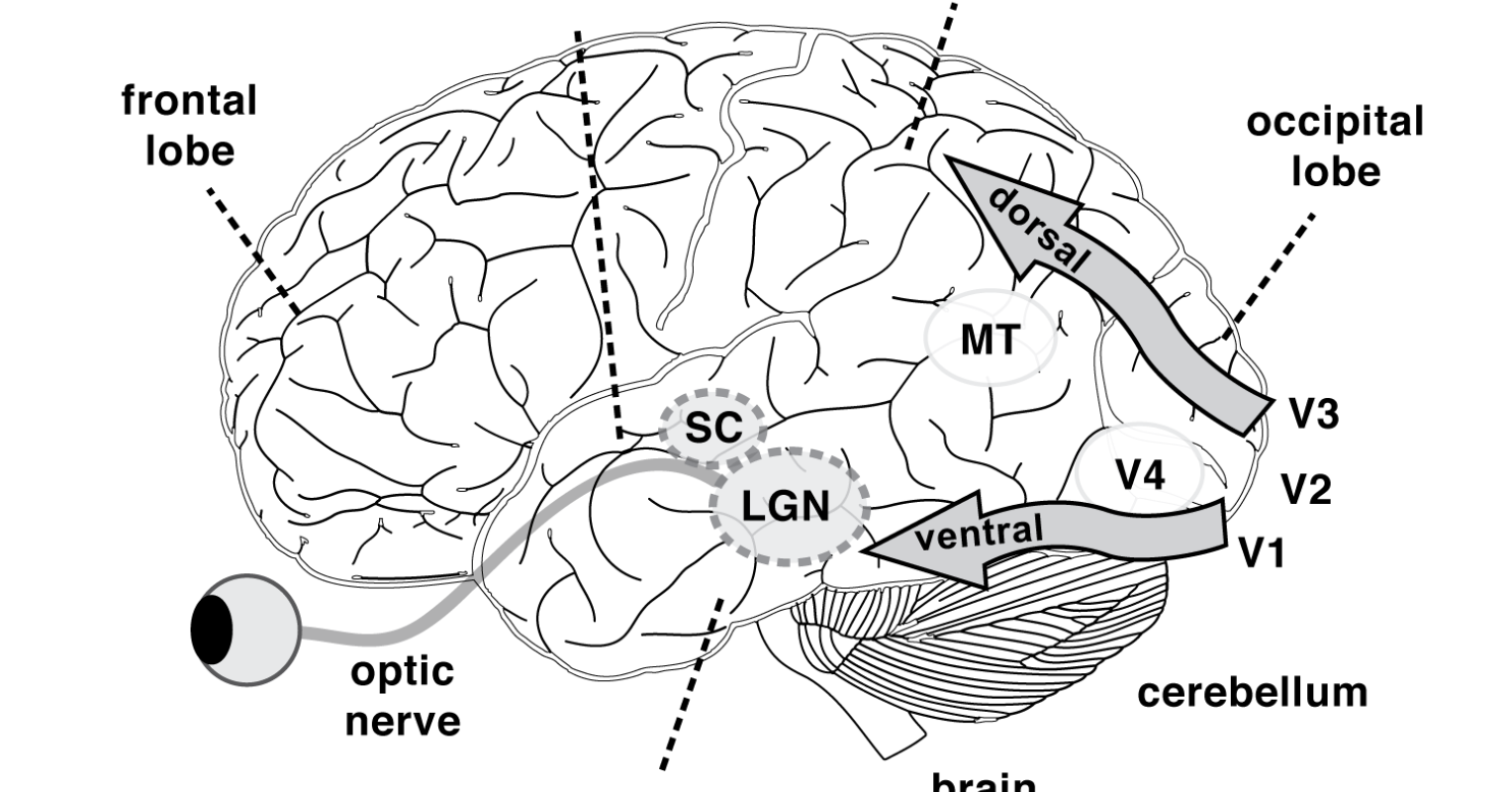 Visual Attention and Consciousness Psychology Today