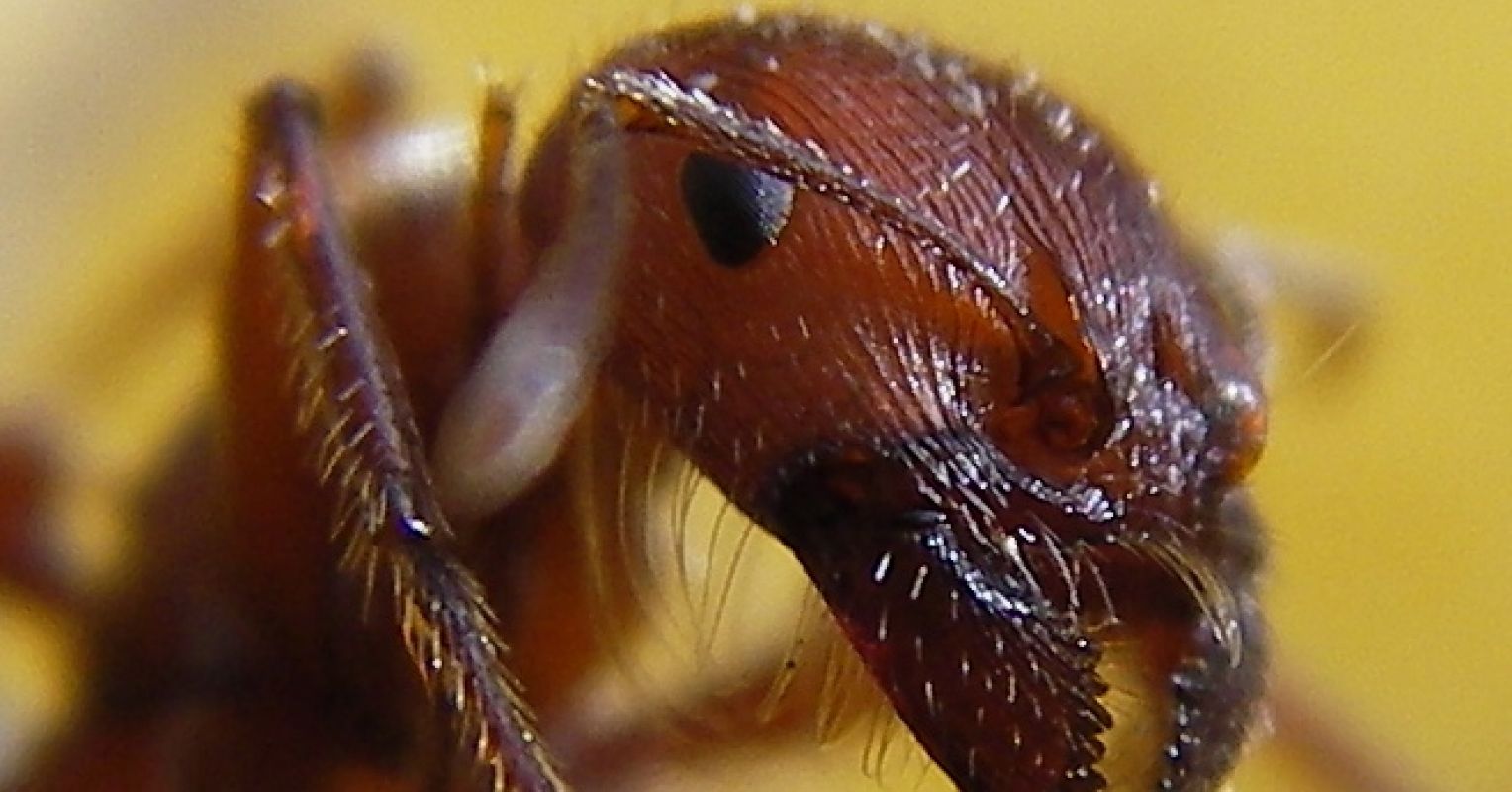 Suggestive Insects Paraphilia: Insects as Sources of Sexual Arousal | Psychology Today ...
