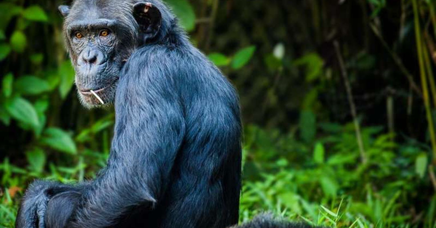 New Study of Ape Cognition Shows We're Not All That Unique | Psychology ...