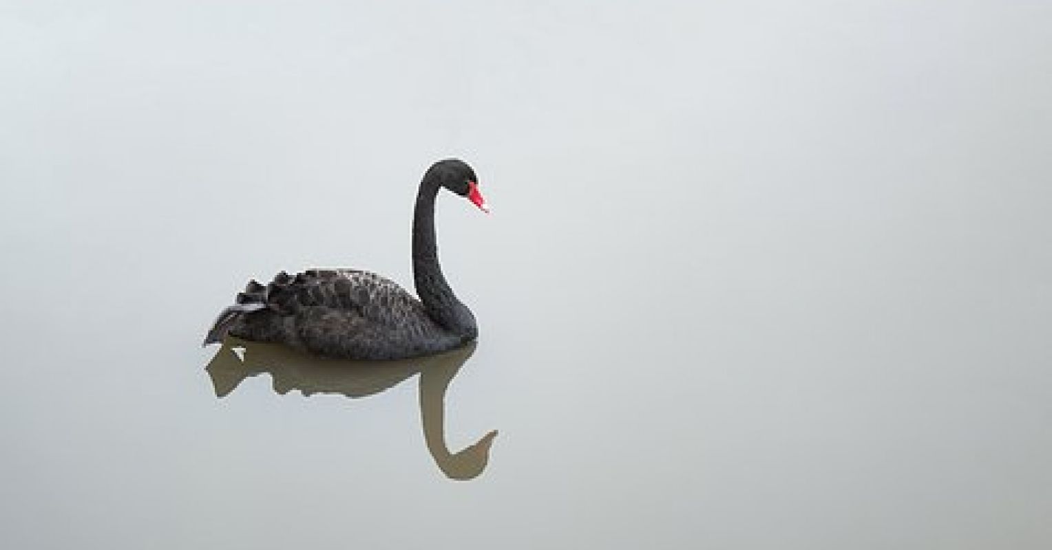 udtrykkeligt hvorfor ikke Tale The "Black Swan" in Hiring | Psychology Today