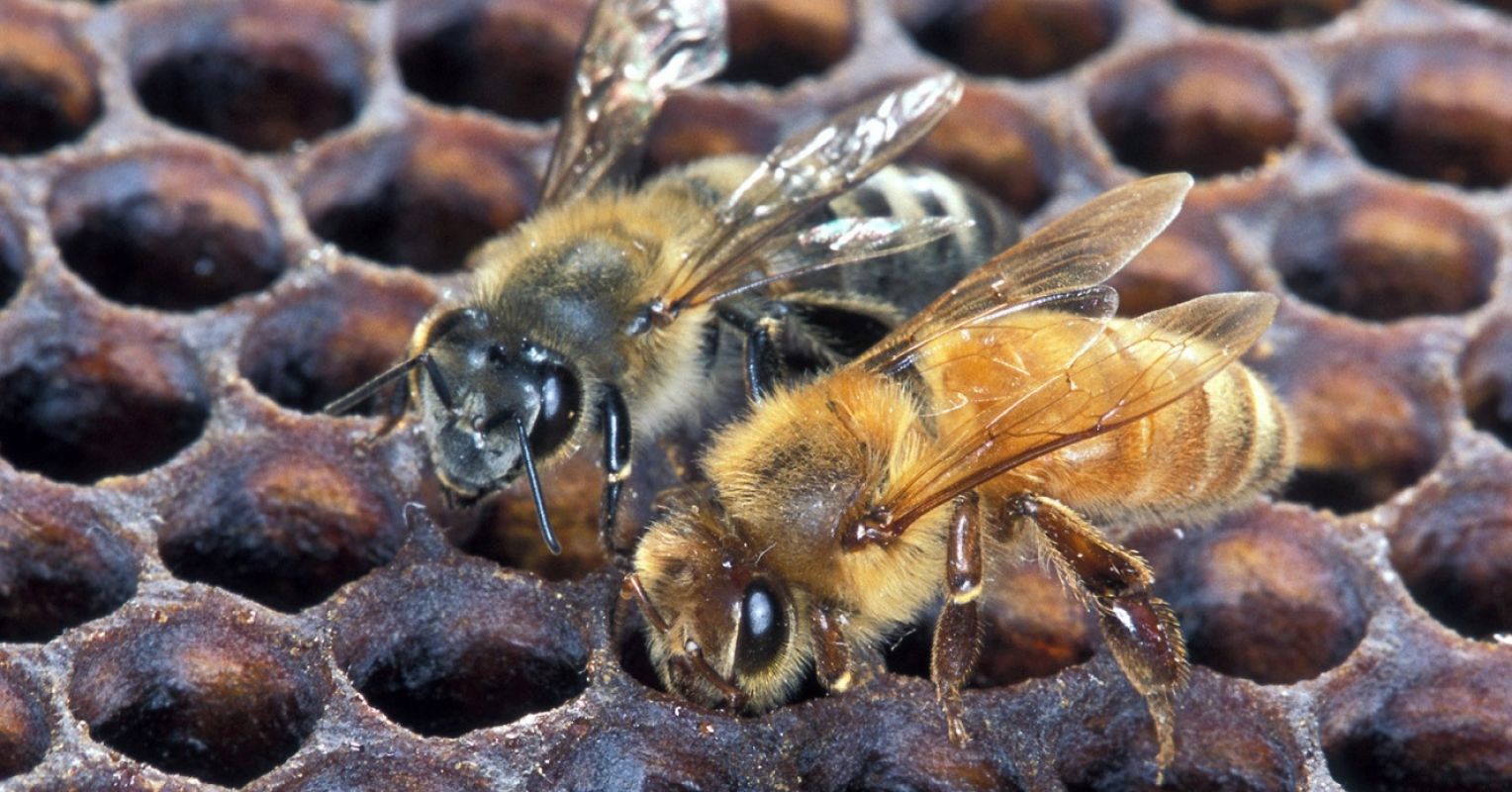 An Ode to the Worker Bee | Psychology Today