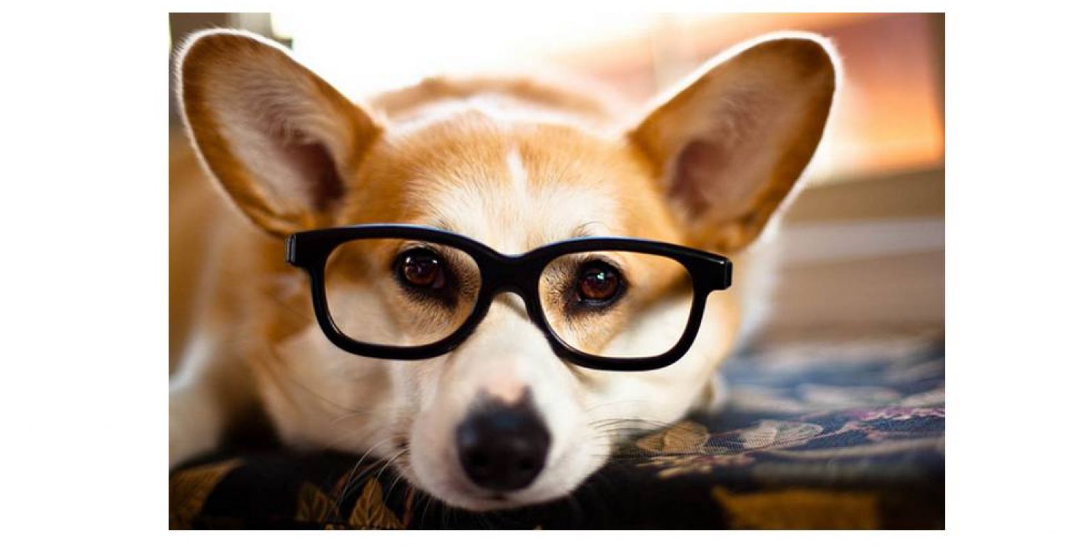 Compared to Humans, How Good Is a Dog's Visual Acuity? | Psychology Today