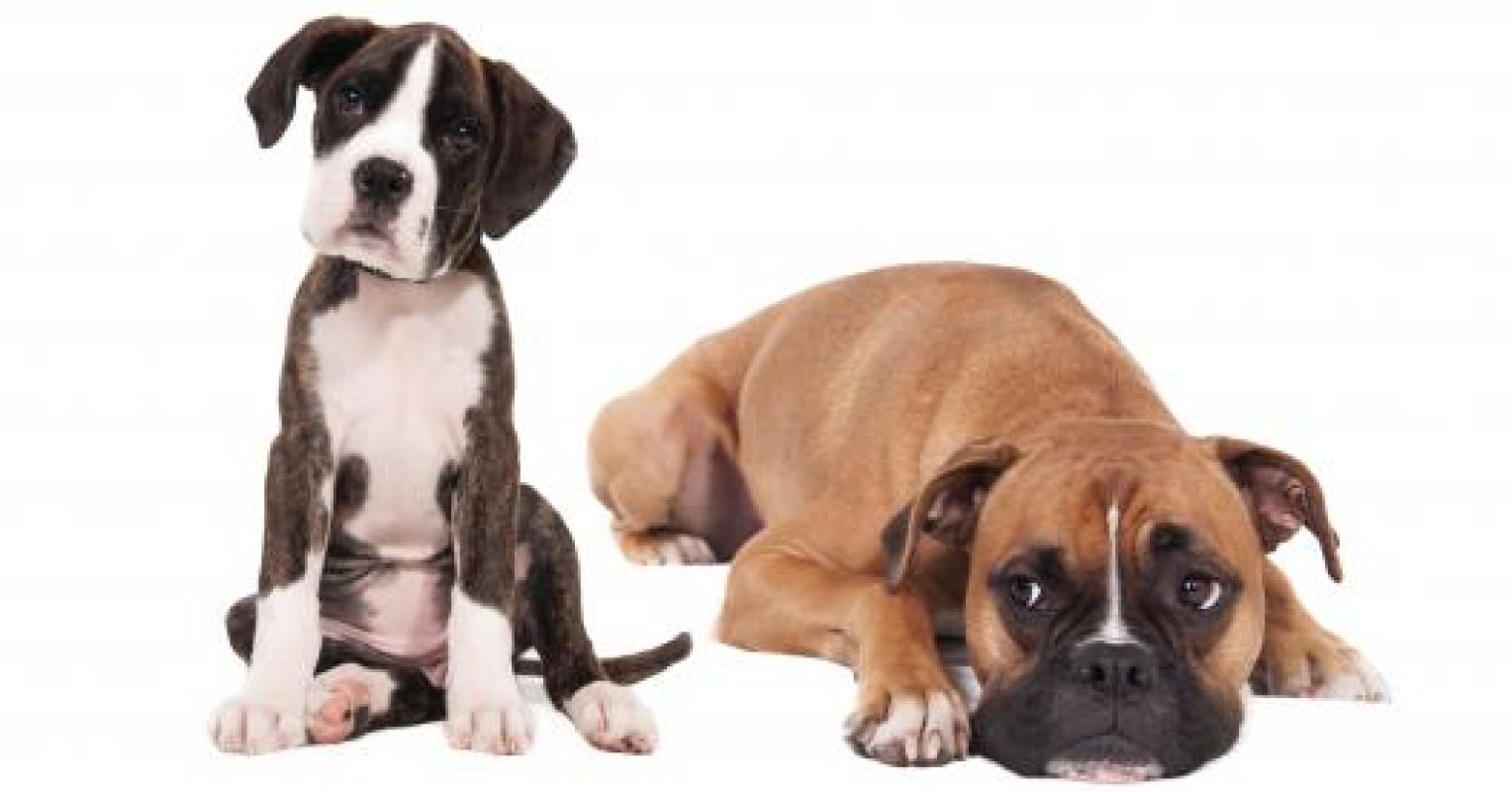 Dogs and Guilt We Simply Don't Know Psychology Today United Kingdom