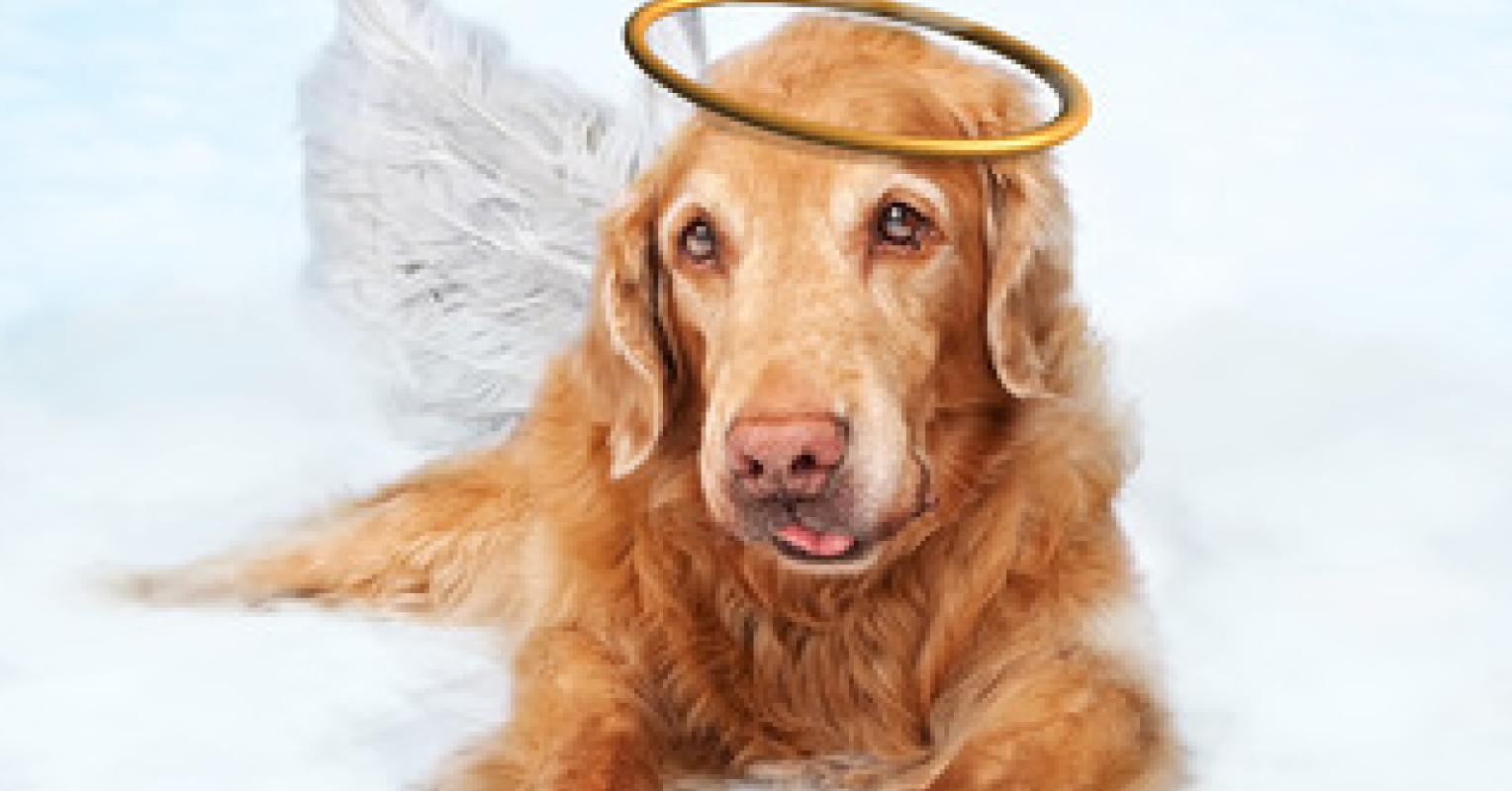 does dogs go to heaven