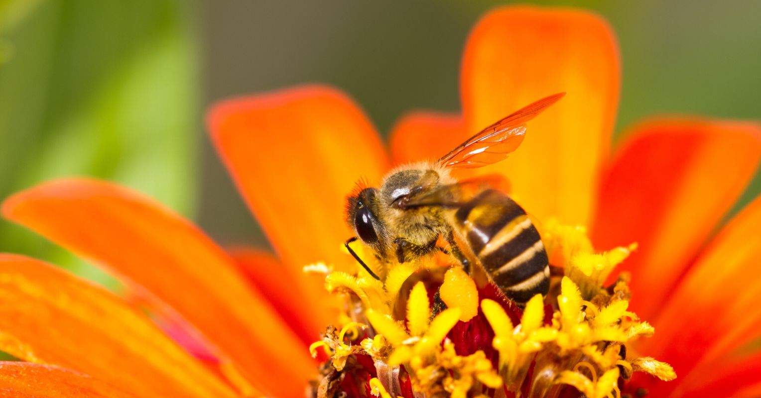 10 Buzz-Worthy Facts About Queen Bees That Will Make You Hive-Five Your  Friends