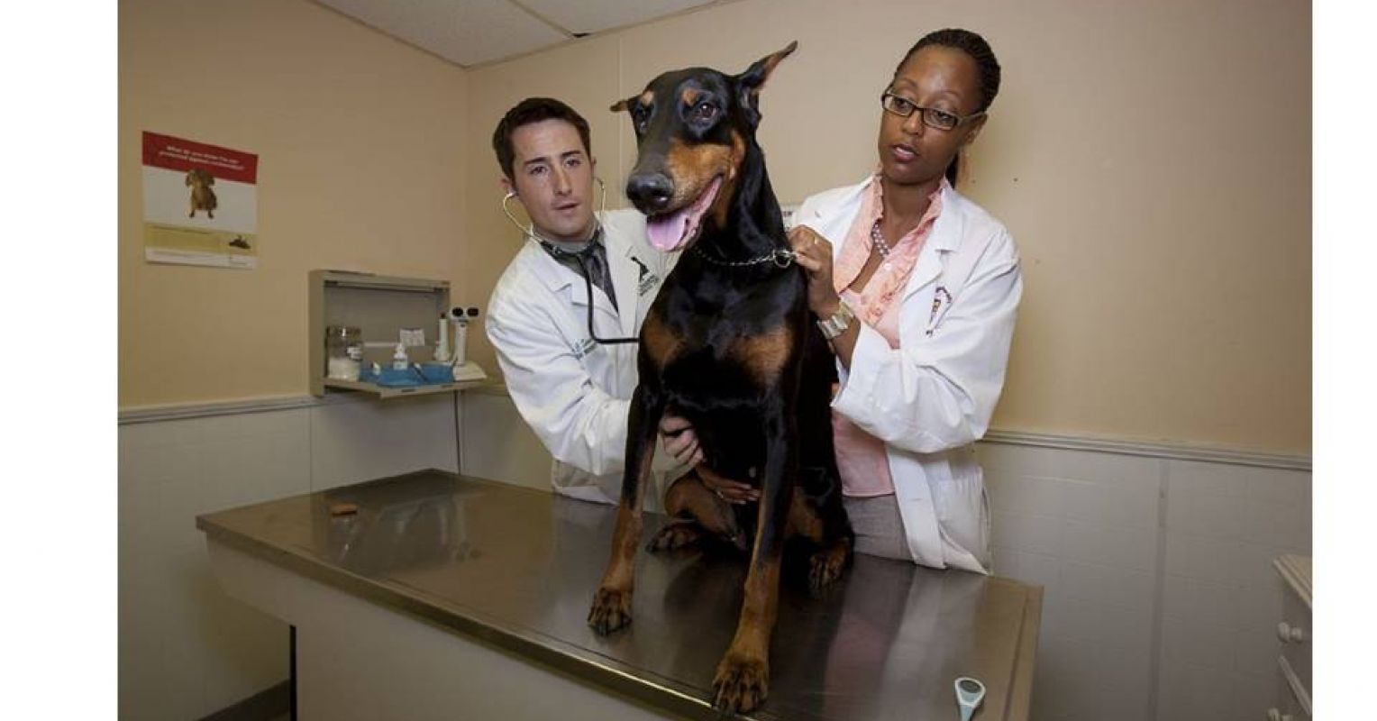 Neutering Causes Behavior Problems In Male Dogs | Psychology Today