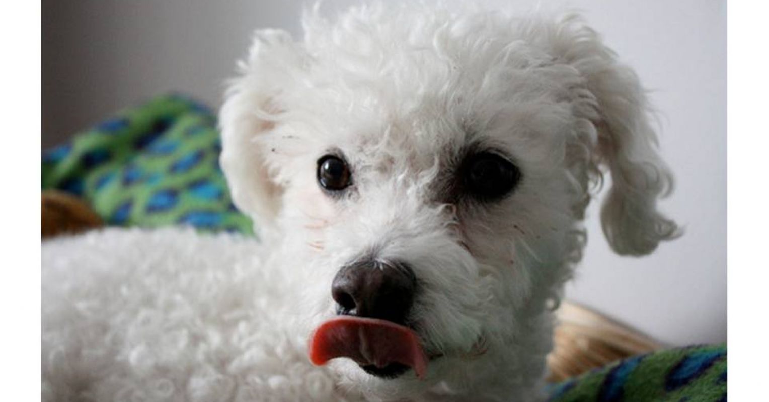 why does a poodle lick the air constantly