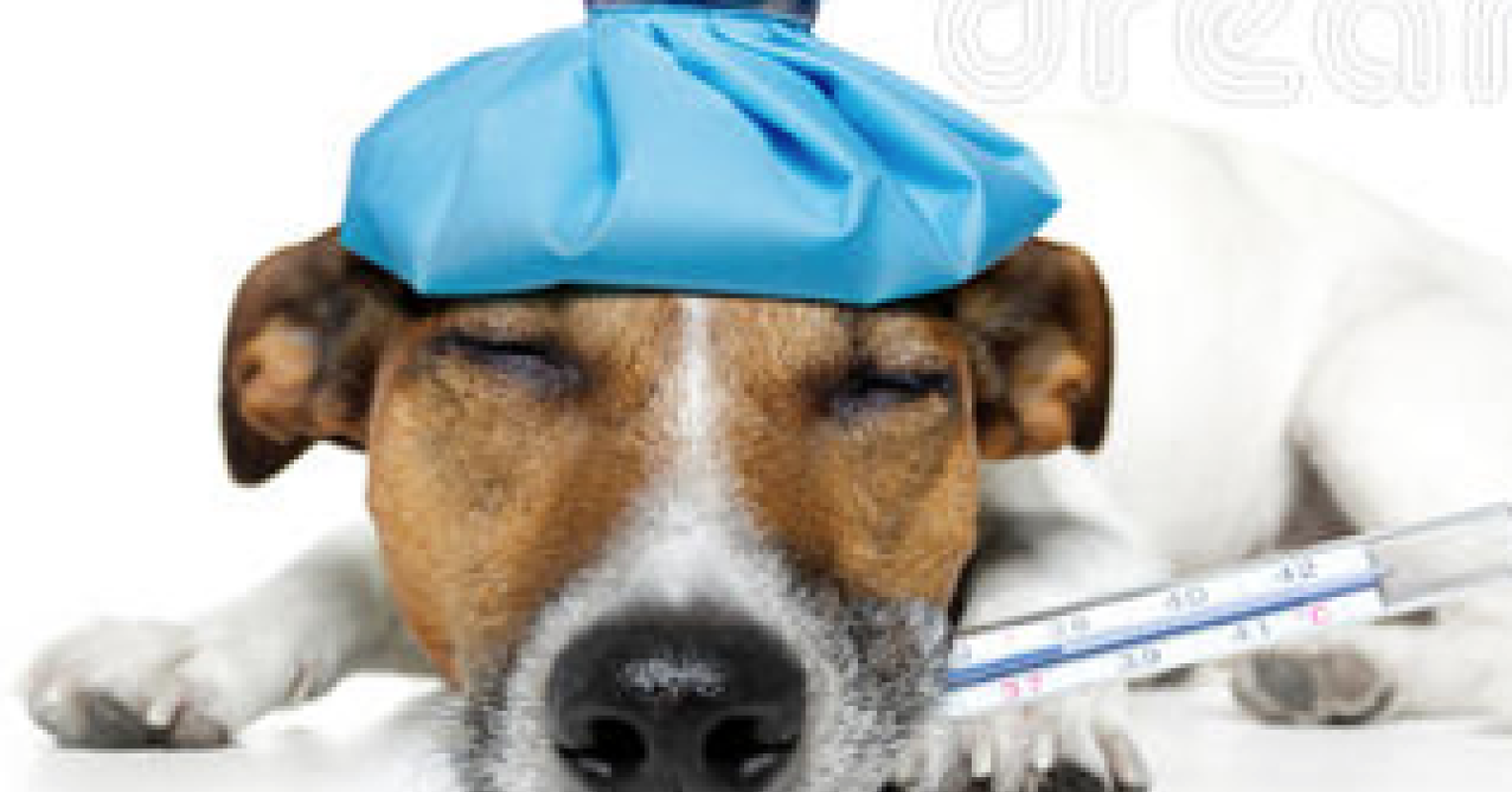 Animals Feel Pain Because Something Hurts Psychology Today