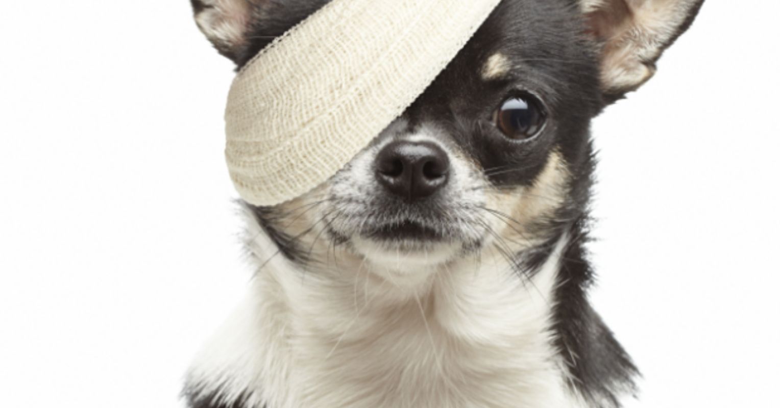 Hurting Pets to Get Attention and Drugs A Growing Problem Psychology