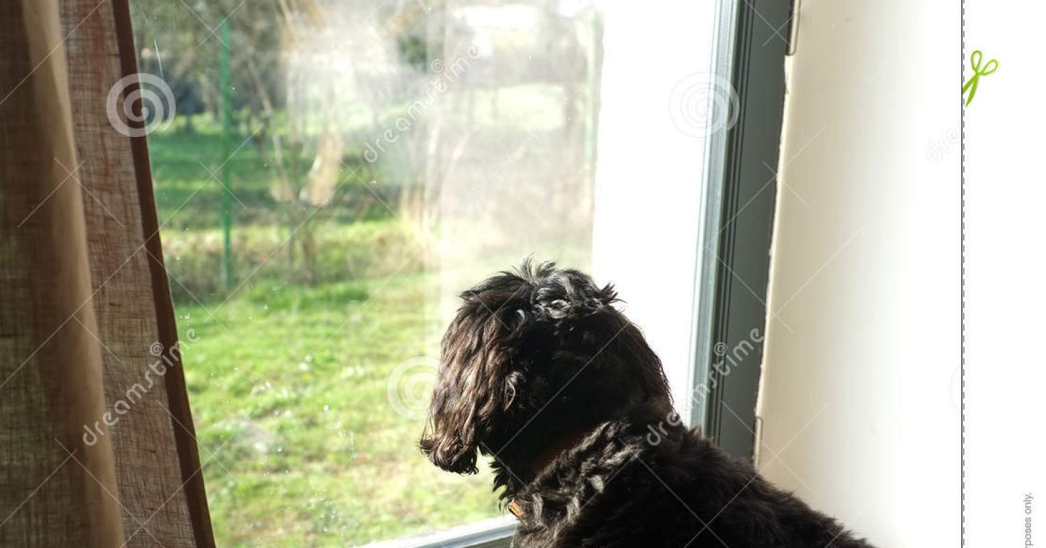 Should You Leave Water Out For Your Dog