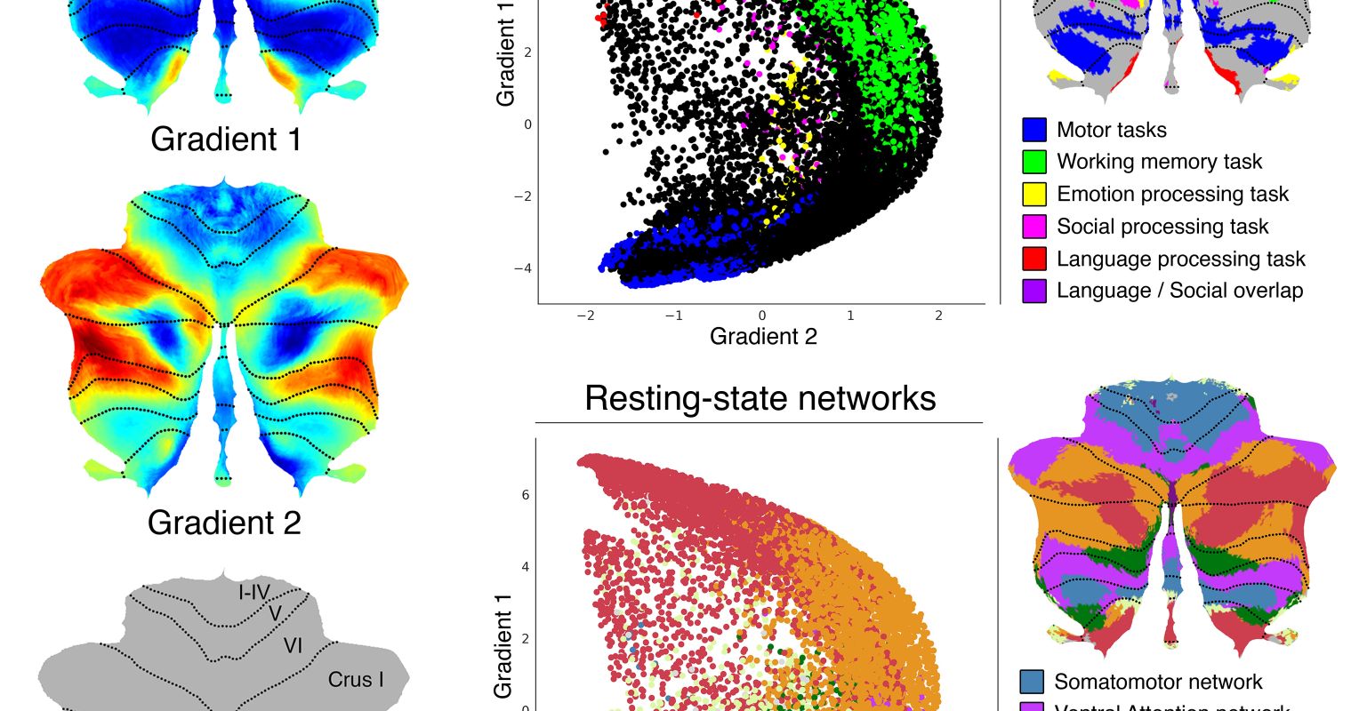 Mapping the Human Cerebellum Reframes Whole-Brain Functions ...