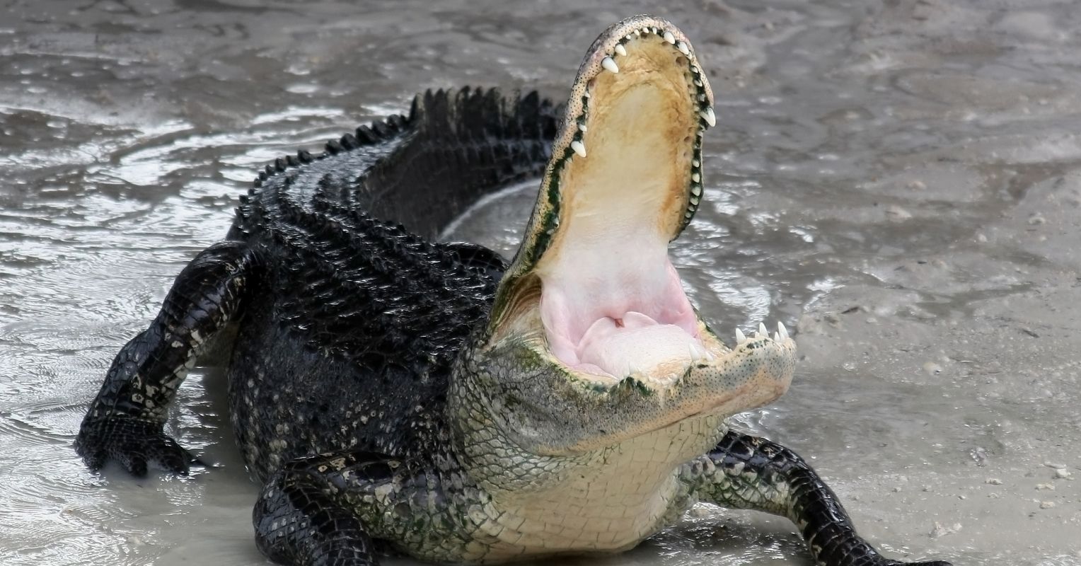 Do Alligators Get Paralyzed After Eating?