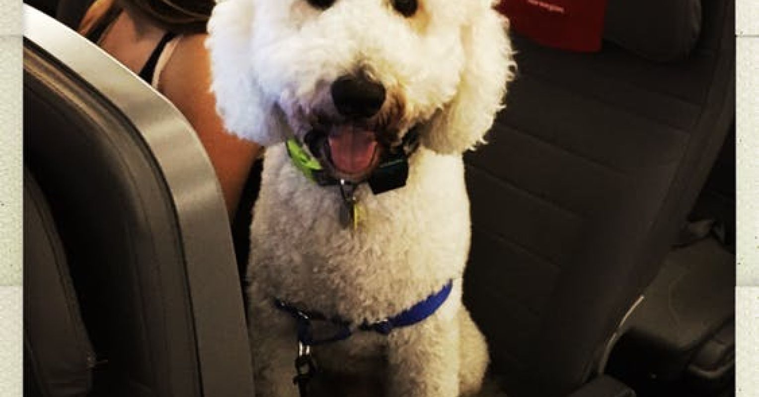 Choosing a Goat for Emotional Support Can Limit Options Psychology Today