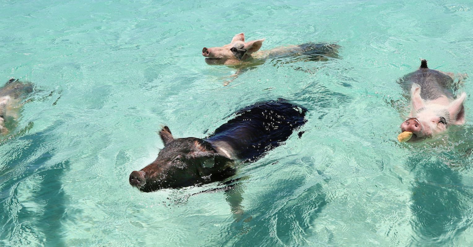 The Story of the World-Famous Swimming Pigs Pigs of Paradise