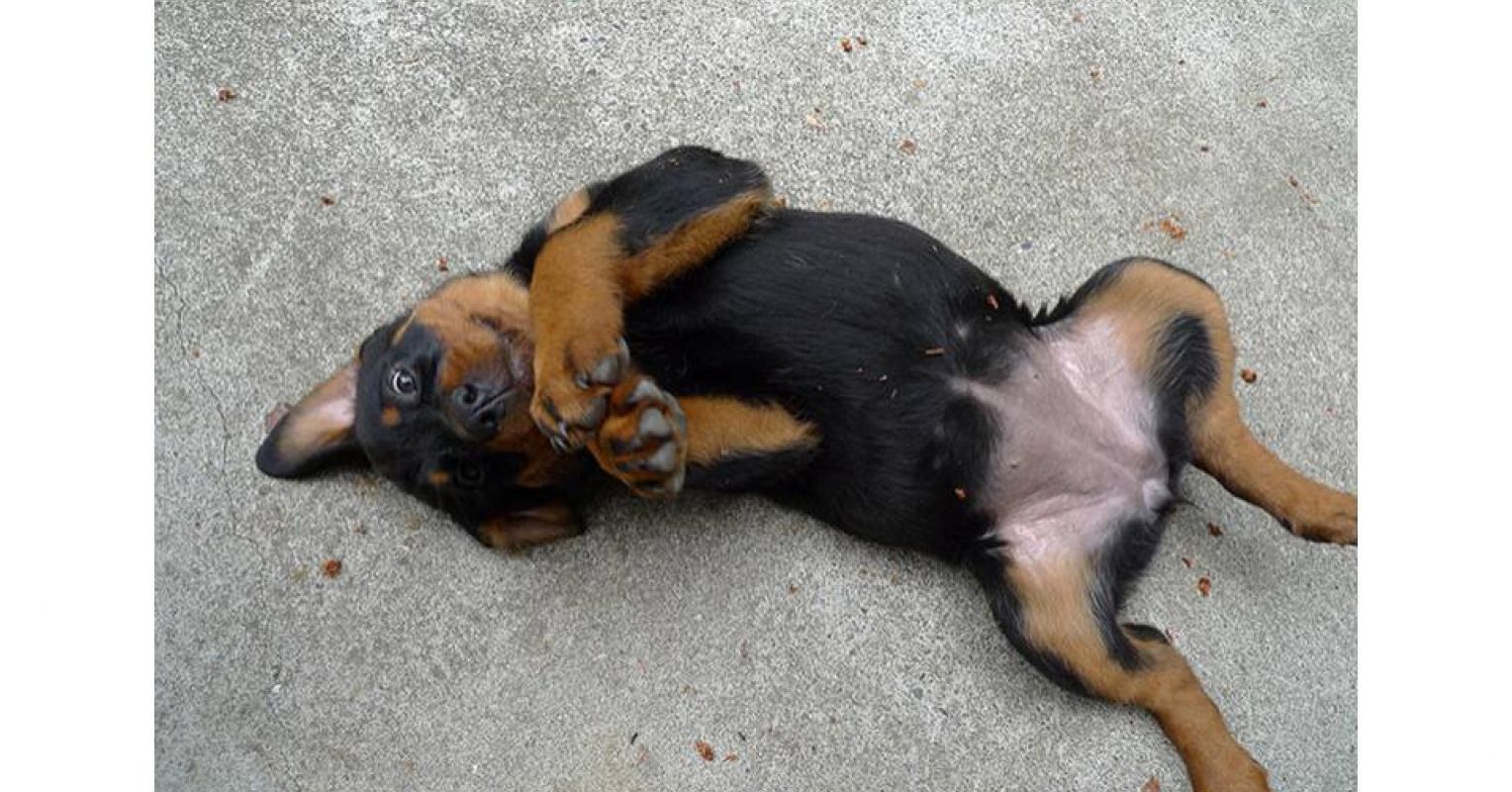 Do Dogs Have Belly Buttons Psychology Today