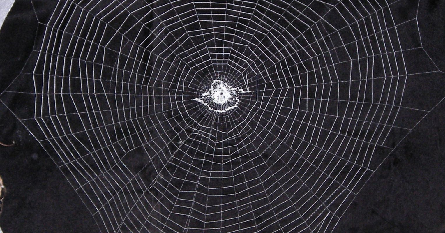 Spiders think with their webs, challenging our ideas of