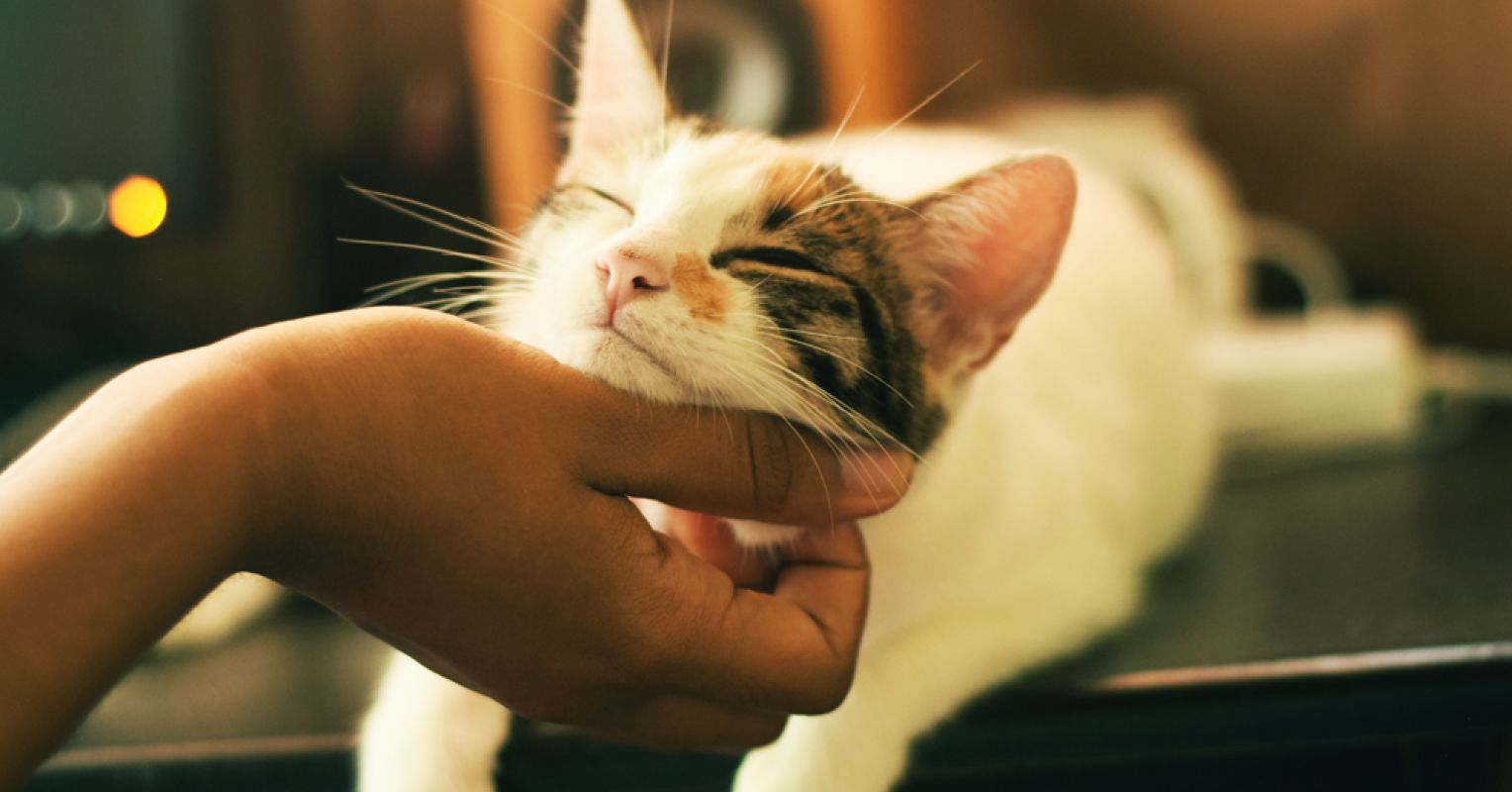 Cat Owners, Personality, and Pet Parenting Style | Psychology Today