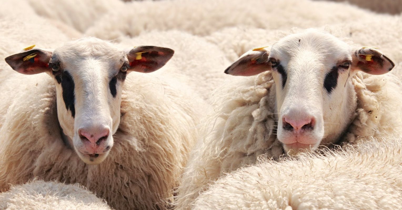 Why Sheep Matter: They're Intelligent, Emotional, and Unique | Psychology  Today