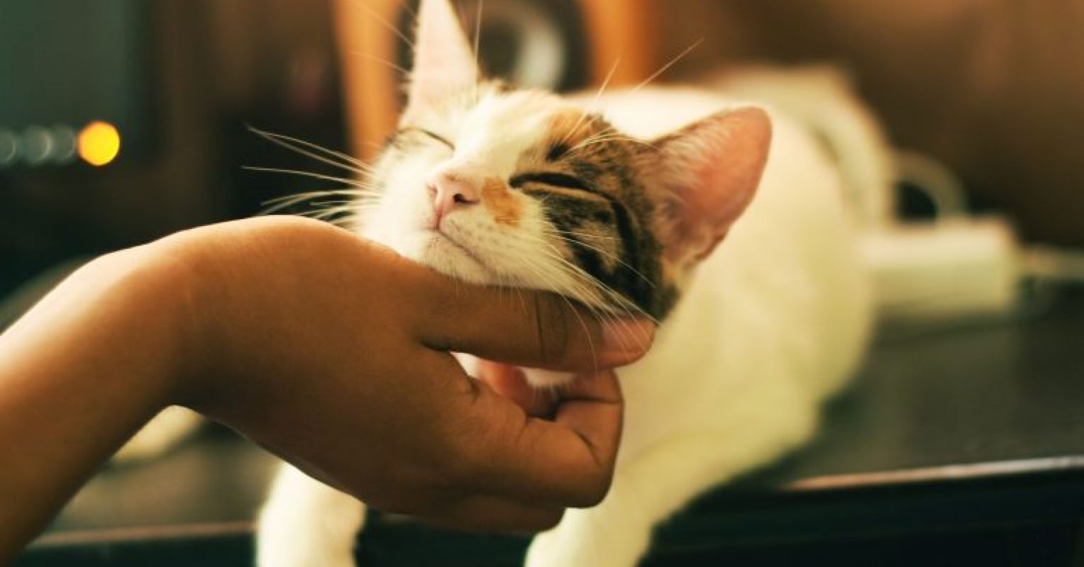 A Cat-Lover's Identikit: Personality Traits Shown by Cat Lovers