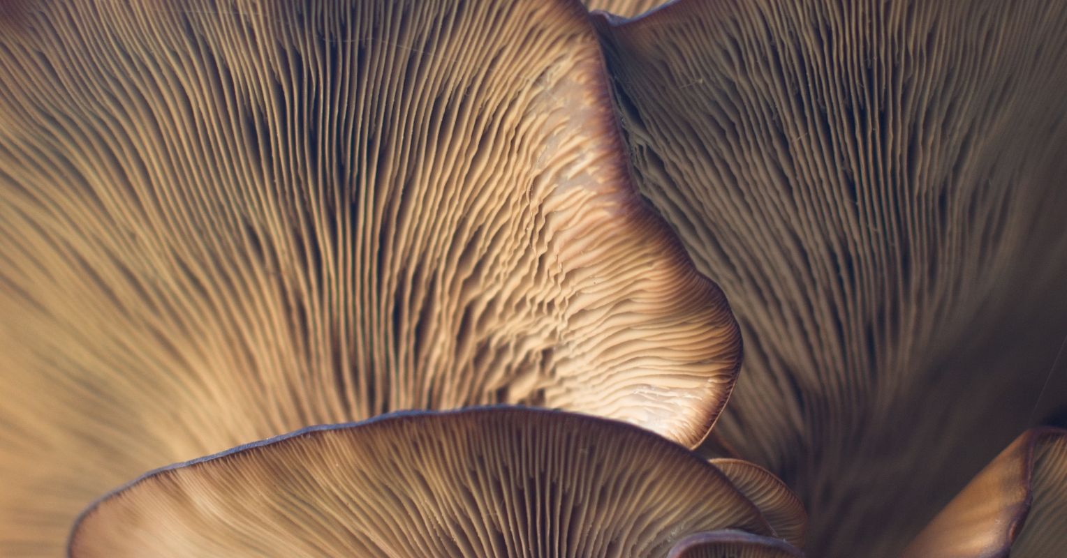 Treating Depression With Magic Mushrooms Psychology Today