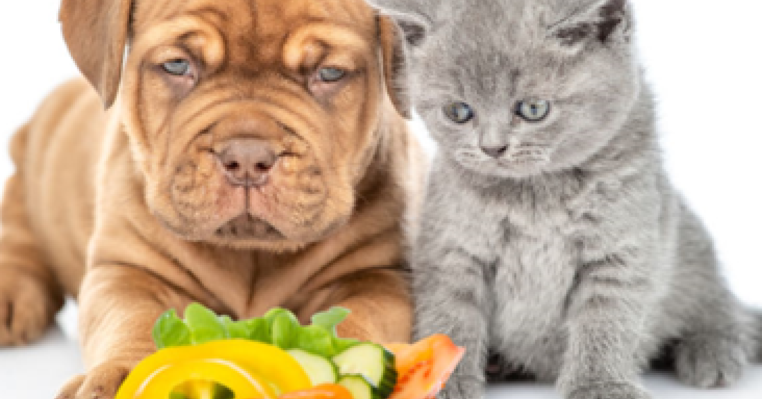 What Should Vegetarians and Vegans Feed Their Pets? Psychology Today