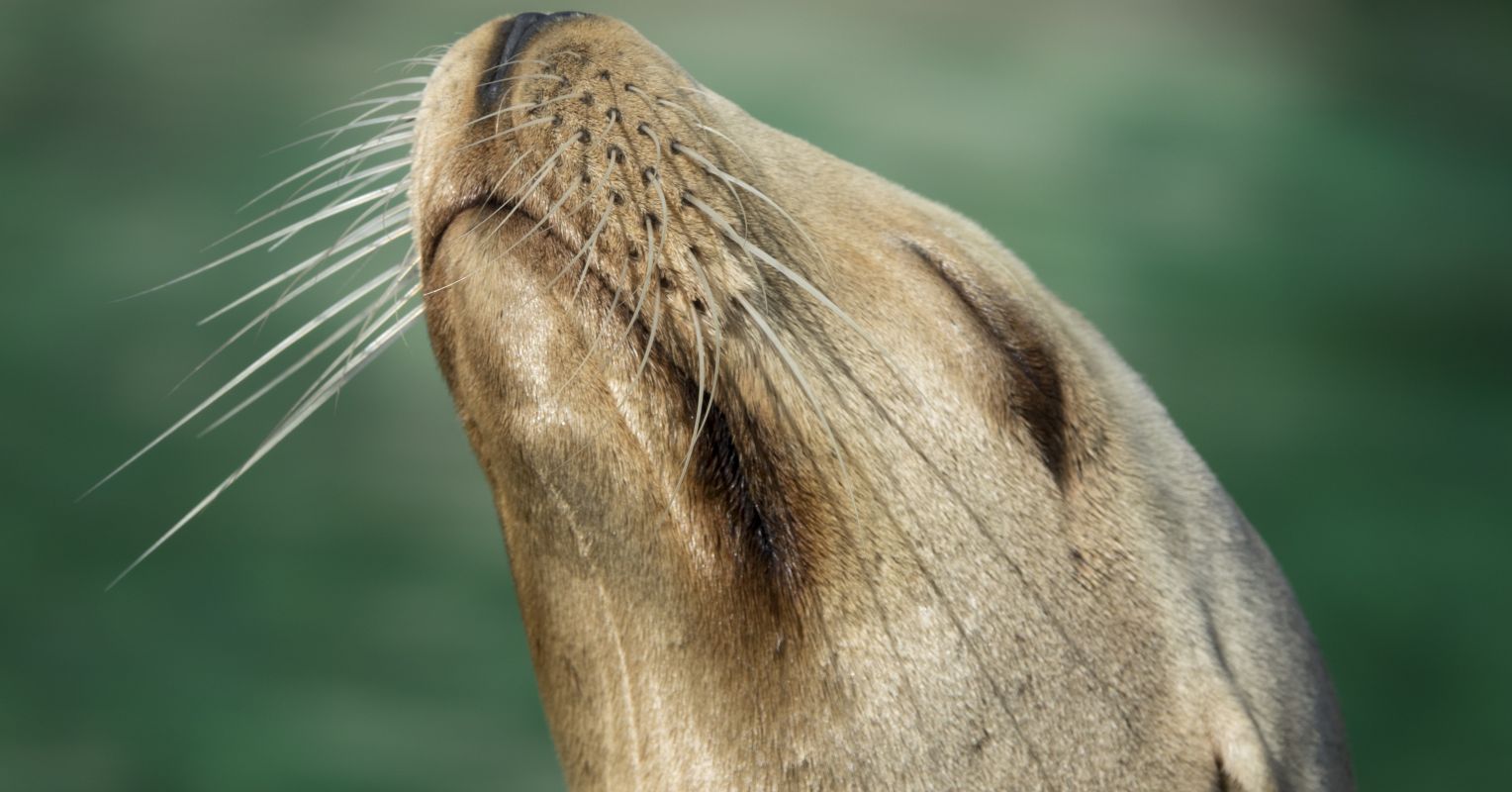File:Walrus animal male detailed photo.jpg - Wikimedia Commons