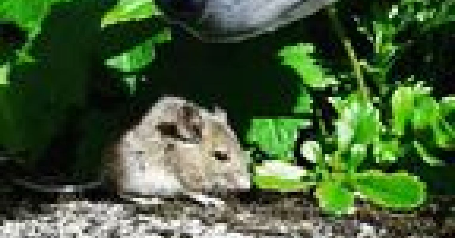 Can Dogs Sniff out Heat Sources? Discovery of a New Sense Psychology