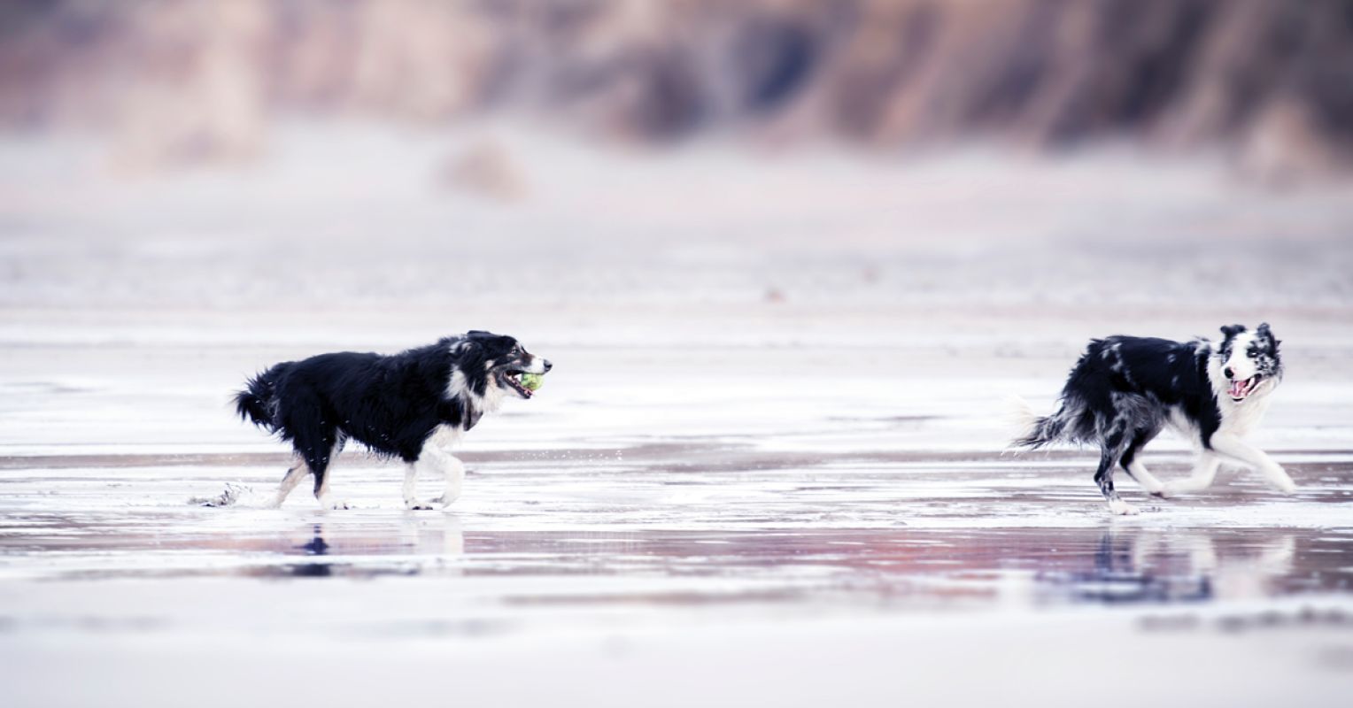 por qué los perros te hacen más feliz