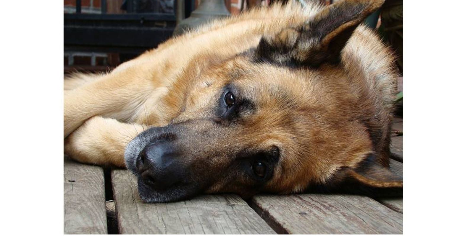 are german shepherds emotionally sensitive