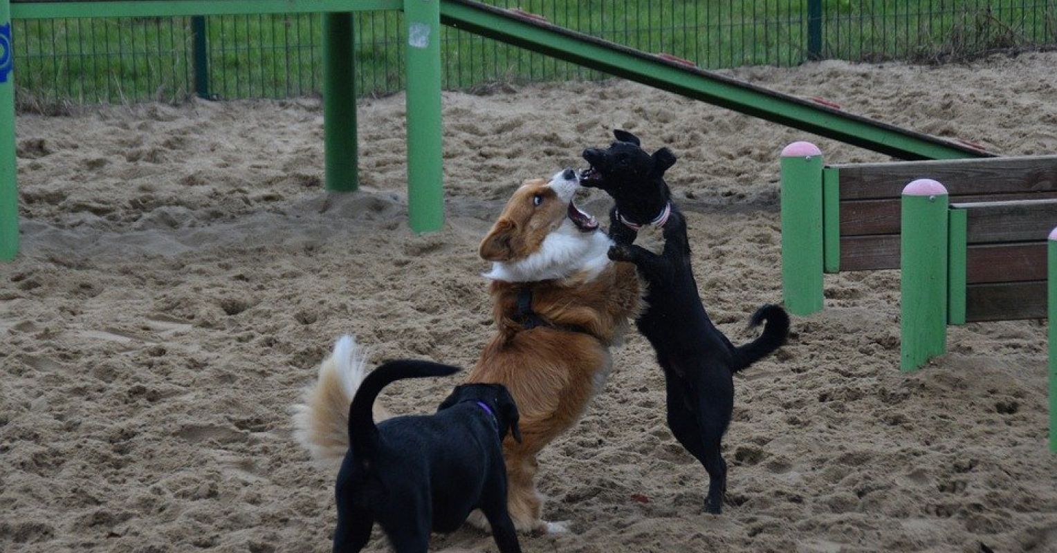 Why Do Dogs Put Their Nose On You