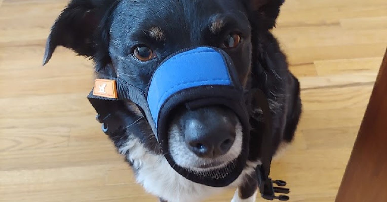 snarling dog muzzle