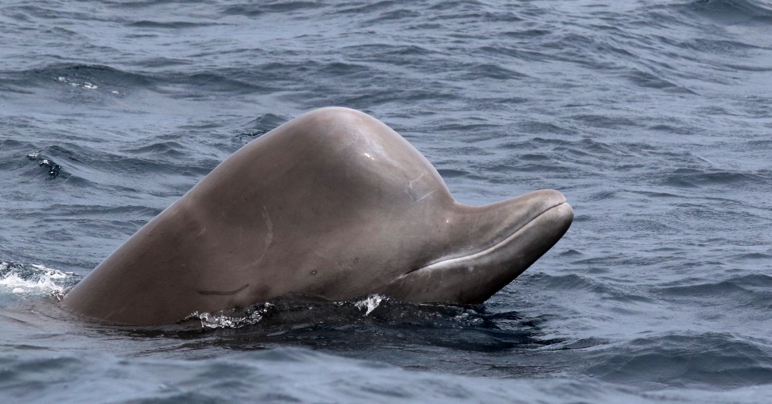 Insights Into Nursing and Weaning From Whale Teeth | Psychology Today