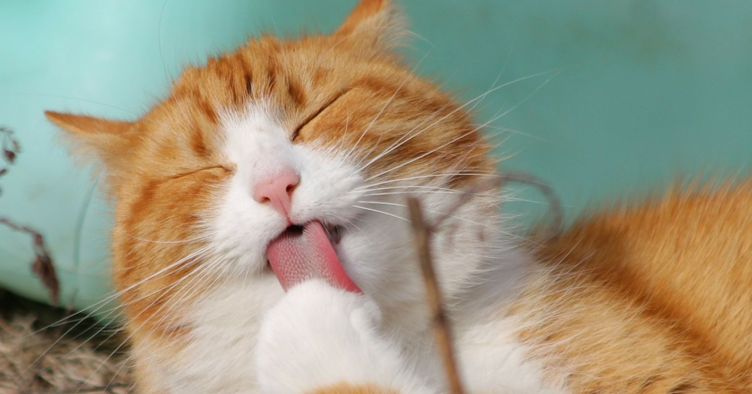 Why Orange Cats Are So Special, According to Science