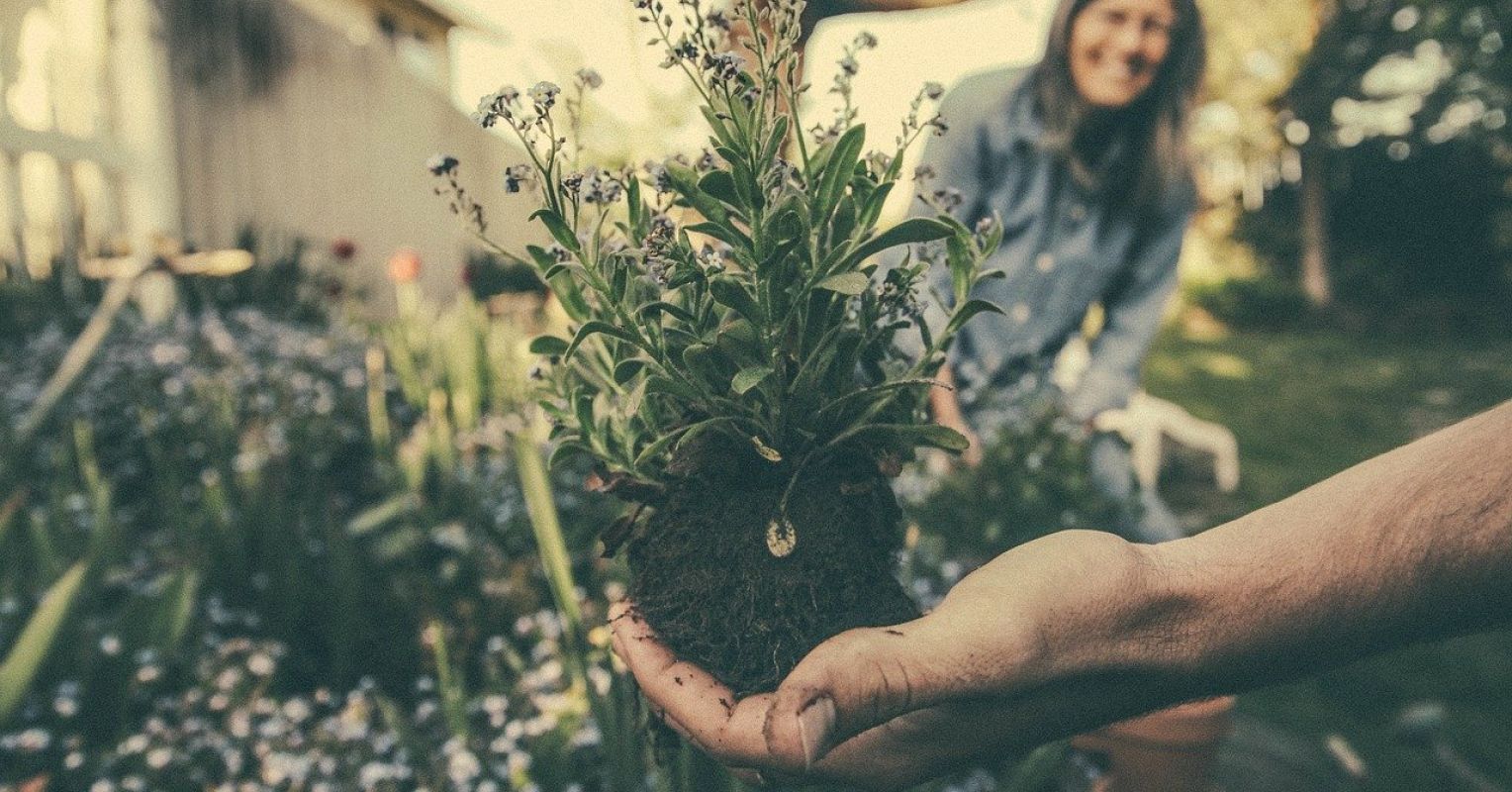 The Psychology of Gardening							- The Psychology of Everything main image 1