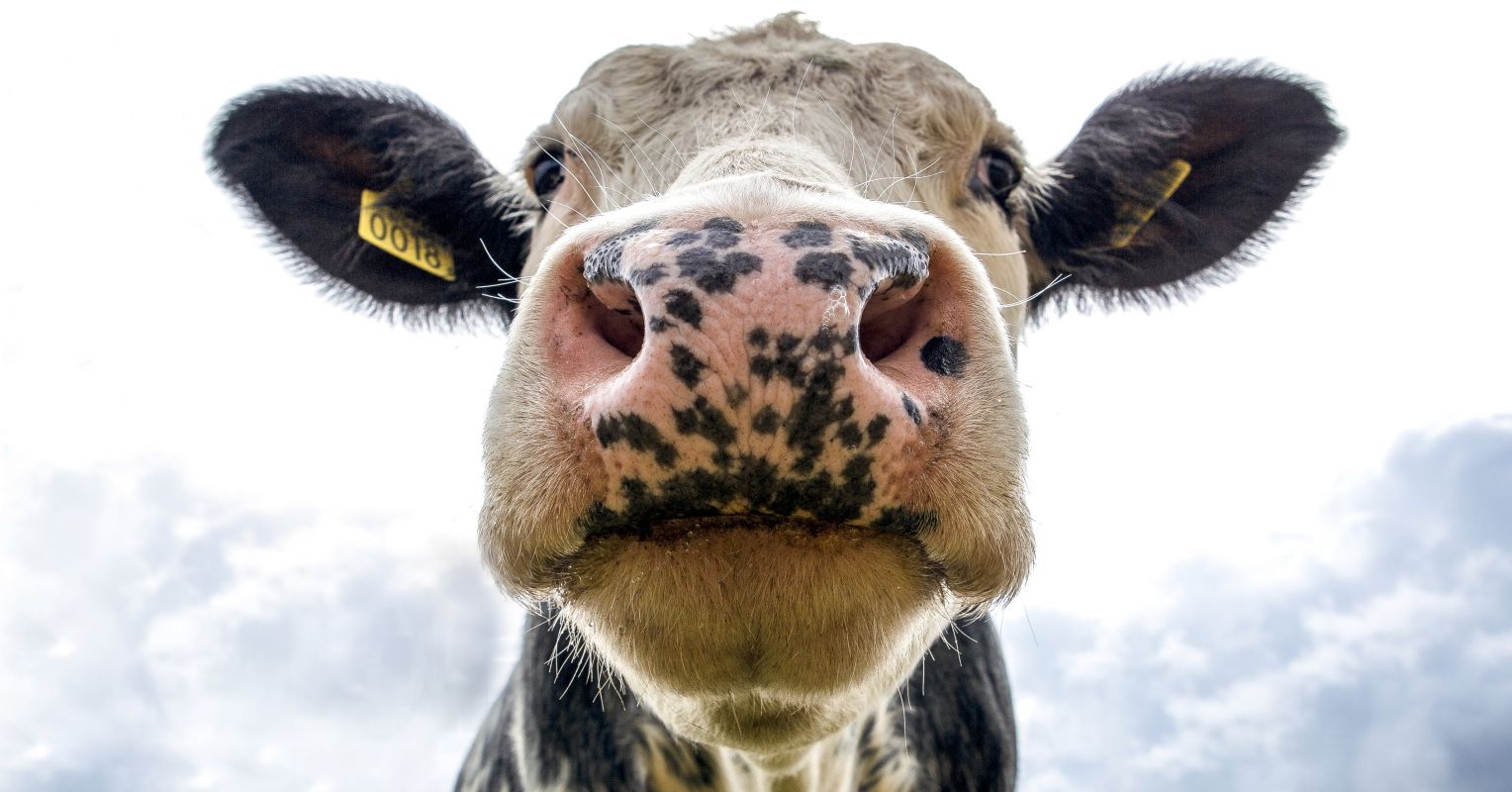 Is Dairy Farming Cruel to Bright and Emotional Cows? | Psychology Today