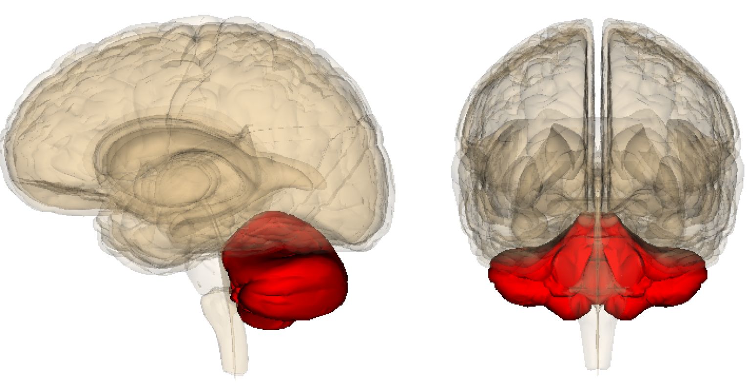 cerebellum_life_sciences_datab