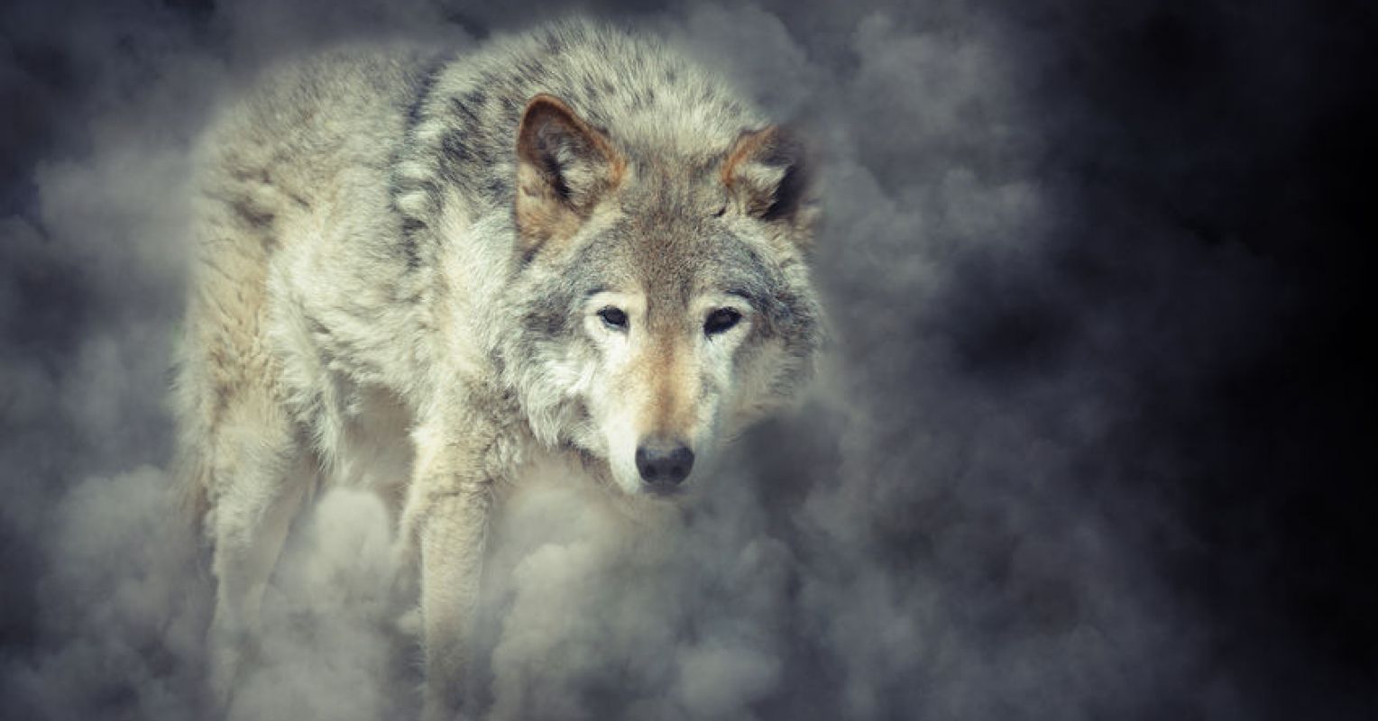 10 Things to Know About Spirit Animals | Psychology Today Canada