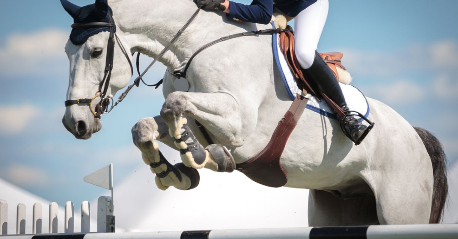 Why Do Horses and Humans Need to Communicate? Psychology Today