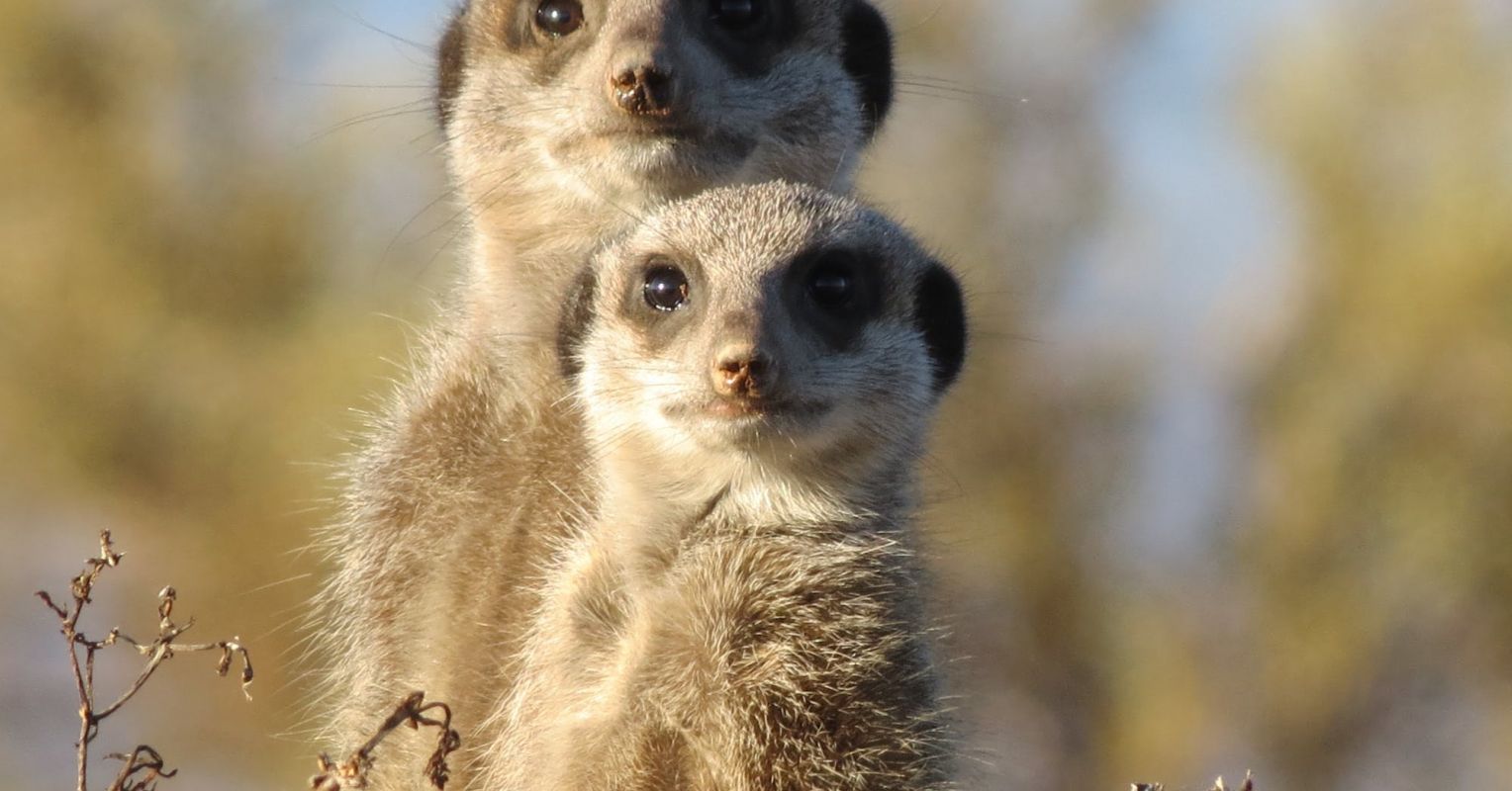 Meerkats' Manners Aren't as Nice in Captivity as in the Wild | Psychology  Today