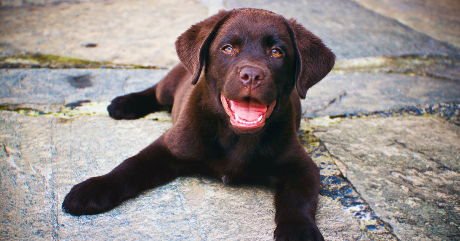 3 Things Everyone Should Understand About Puppies | Psychology Today New  Zealand