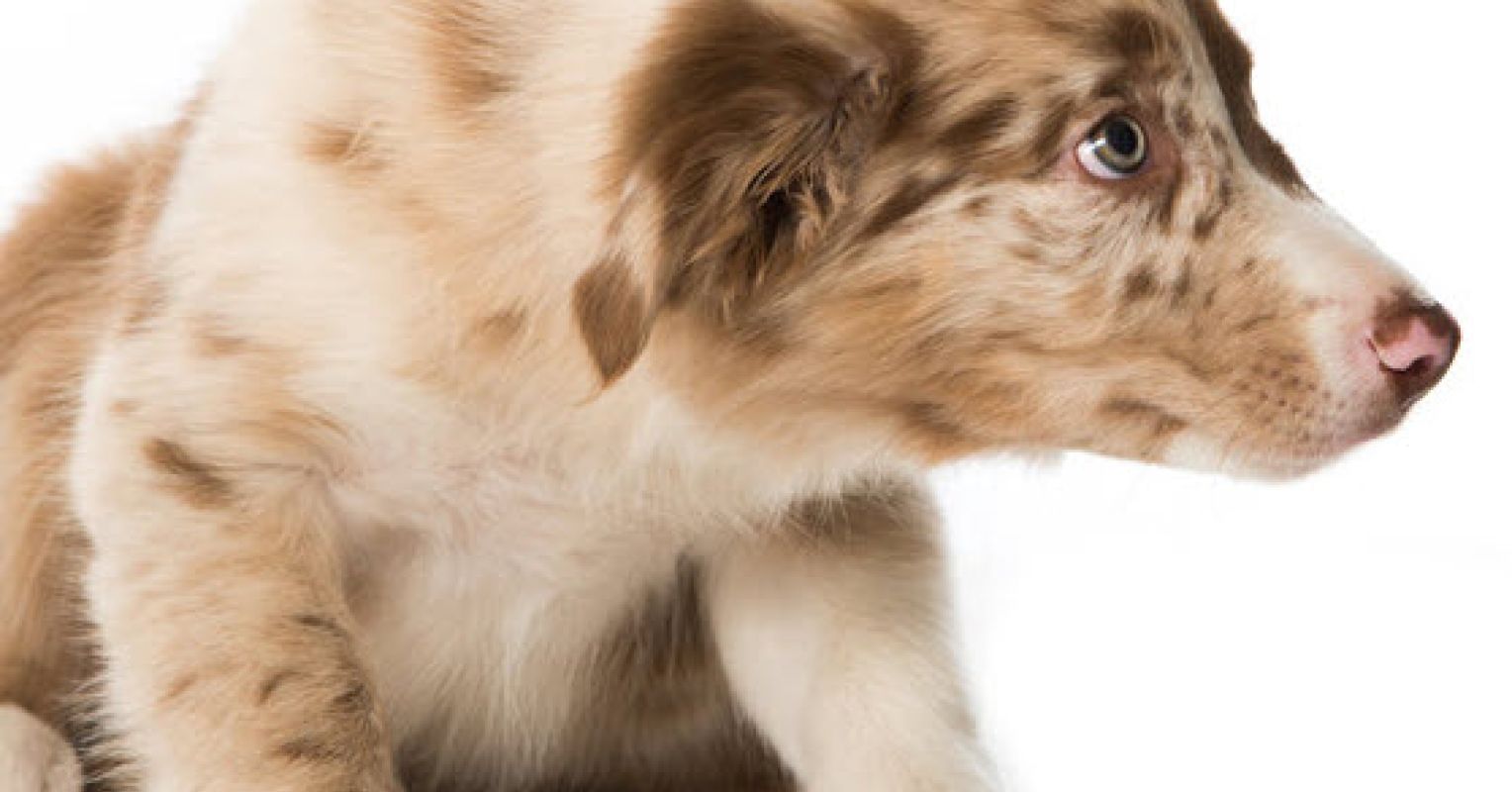 Image showcasing Why Do Anxious Owners Tend To Have Anxious Dogs? | Psychology Today New ...