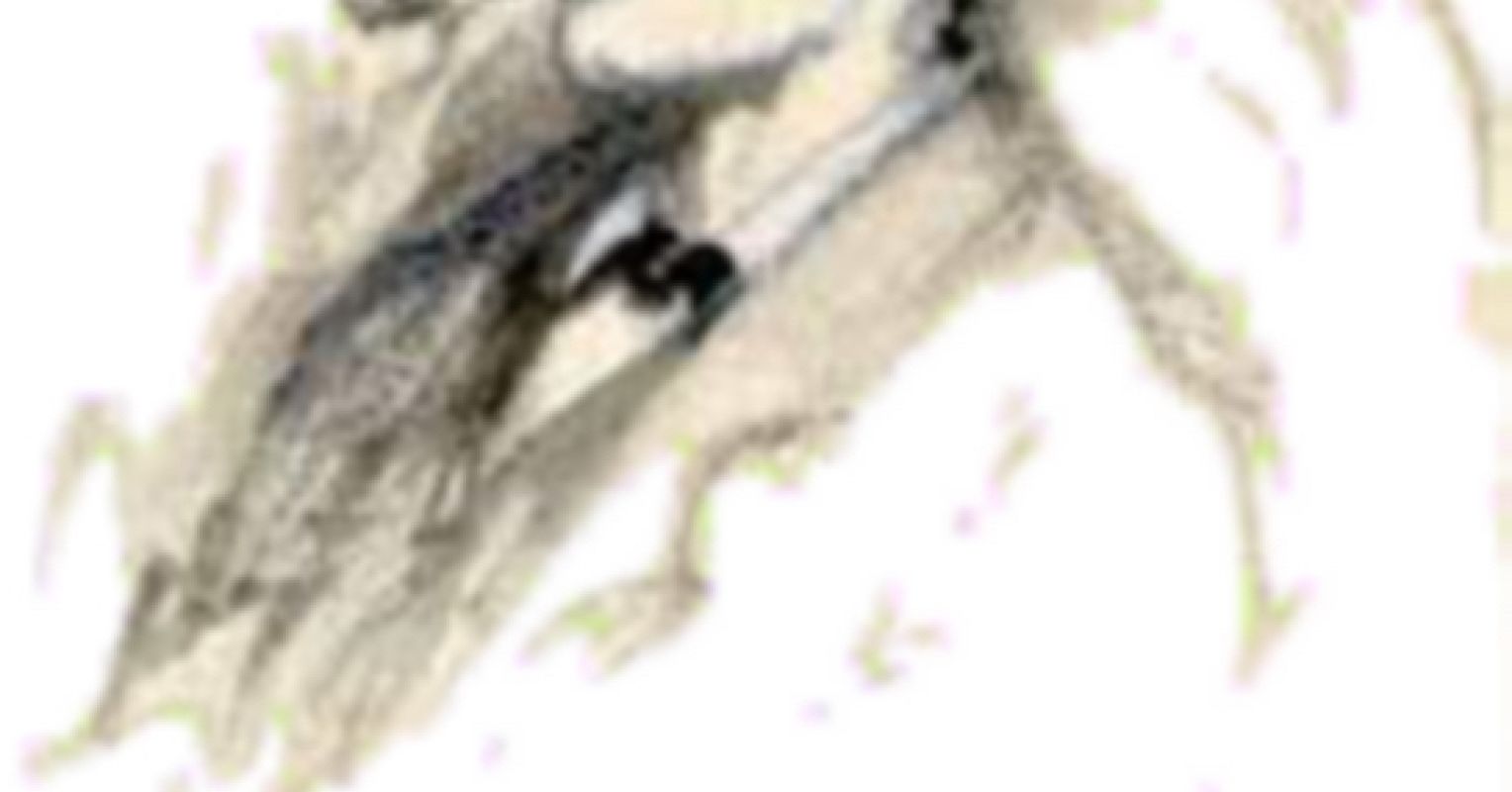 Does Truth Really Come In Shades of Grey? Psychology Today