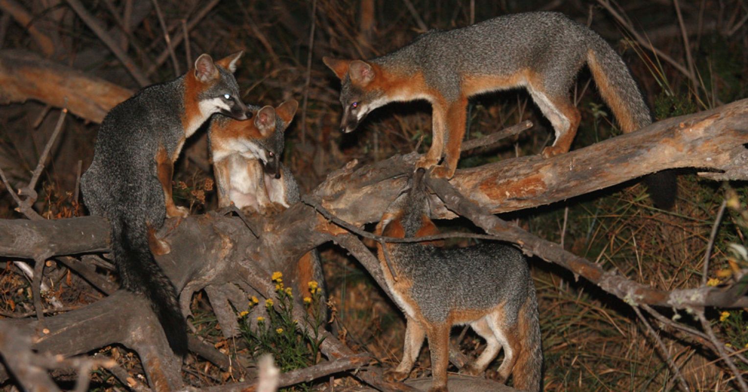 The Social and Emotional Lives of Urban Gray Foxes | Psychology Today