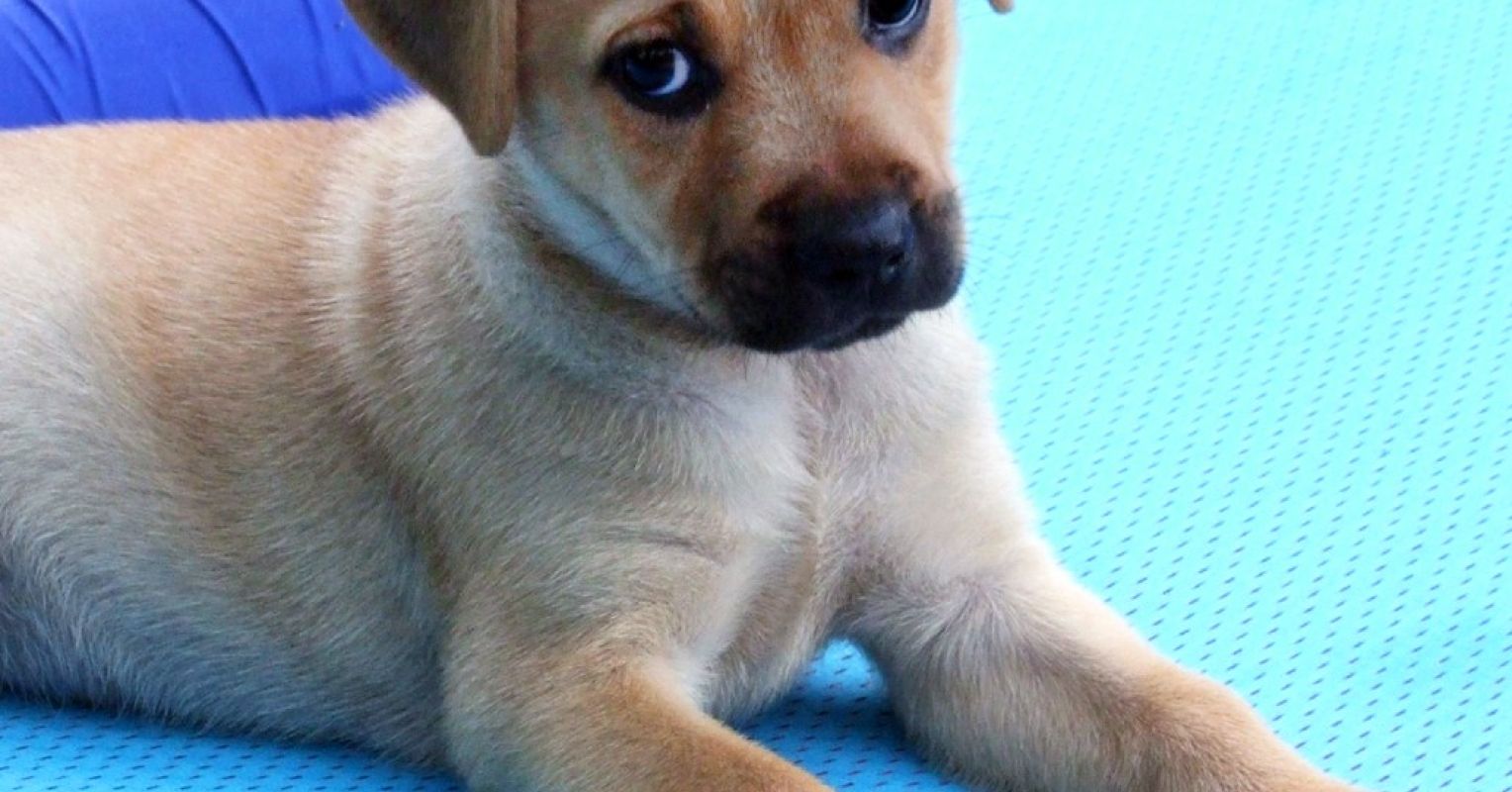 Pupsies Problematic Does Your Problem Pup Need a Do-Over? | Psychology Today