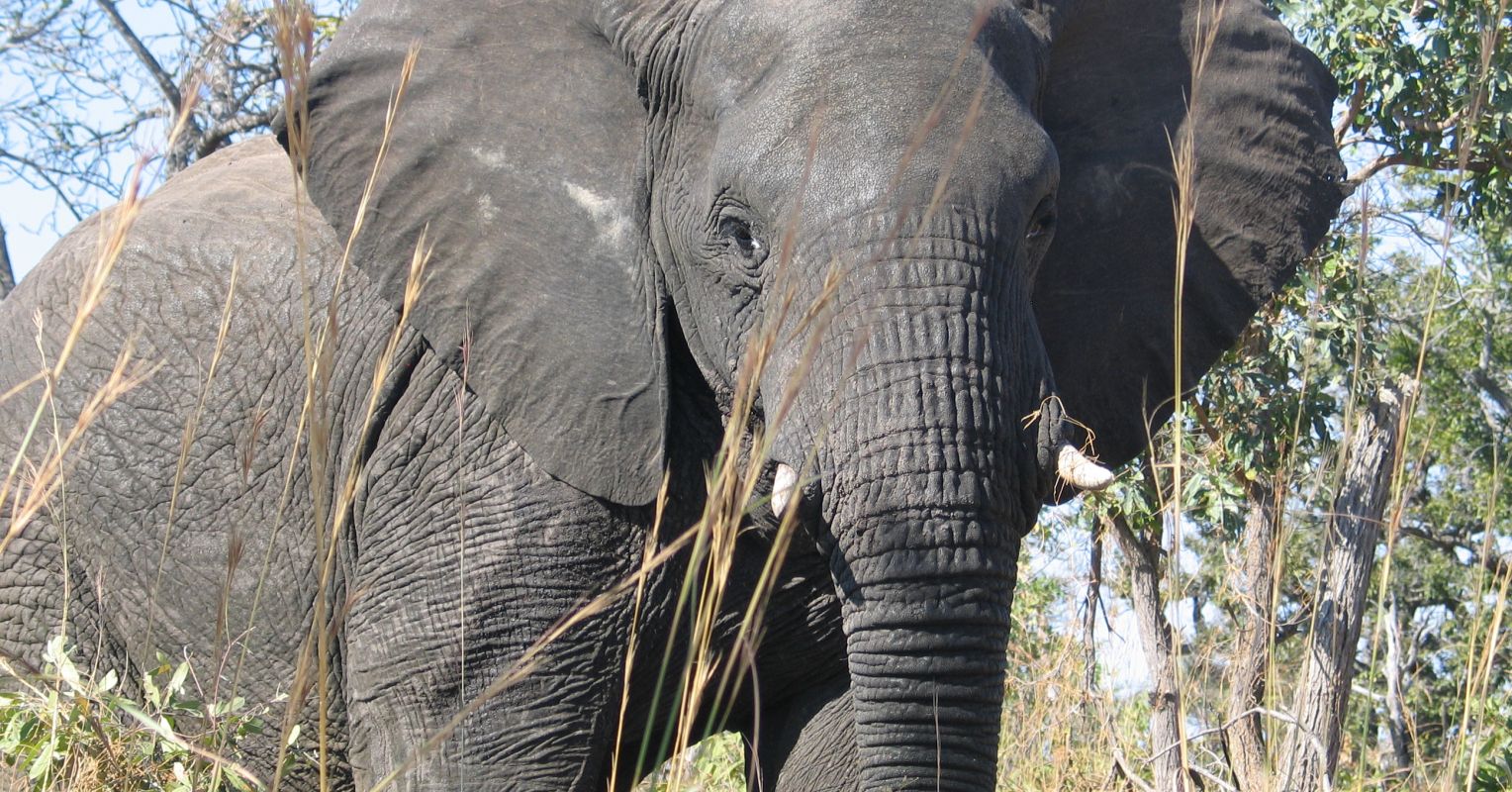 In the Presence of Older Bulls, Male Elephants Are Less Aggressive
