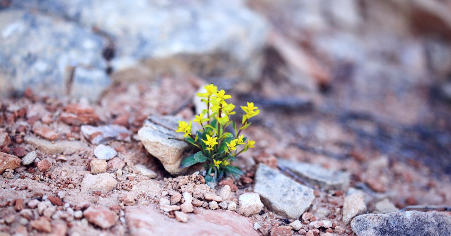 5 Valuable Life Skills Often Learned by Those With Complex PTSD ...