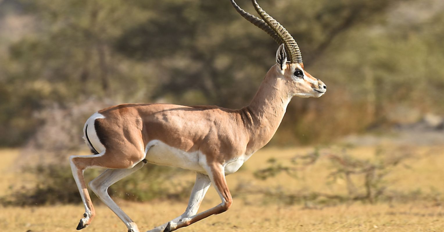 Gazelles Don't Stretch Before Running | Psychology Today