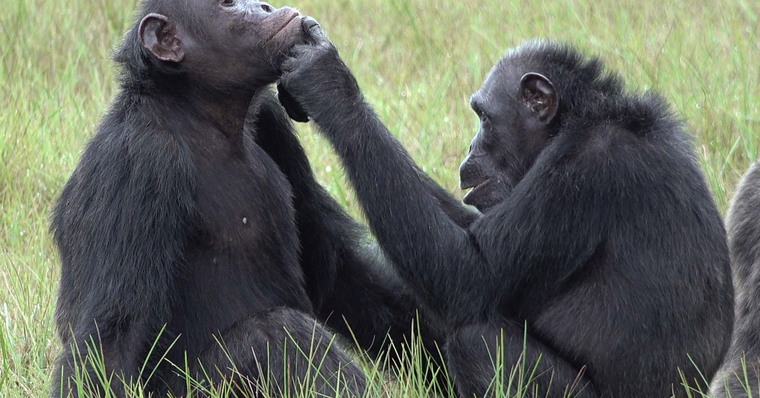 Chimpanzees Observed Applying Insects to Injuries