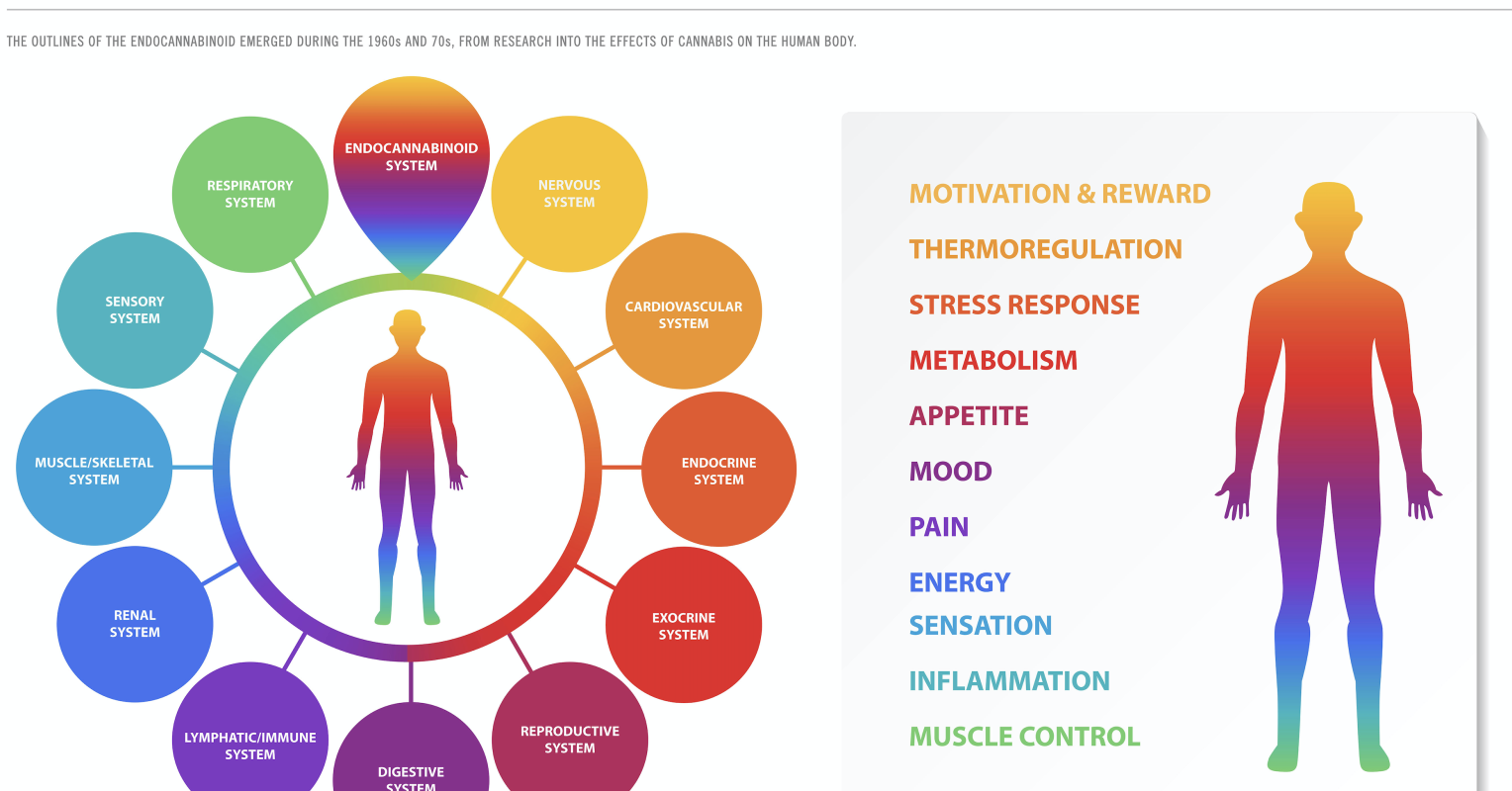 The Gut-Brain Axis Meets the Endocannabinoid System
